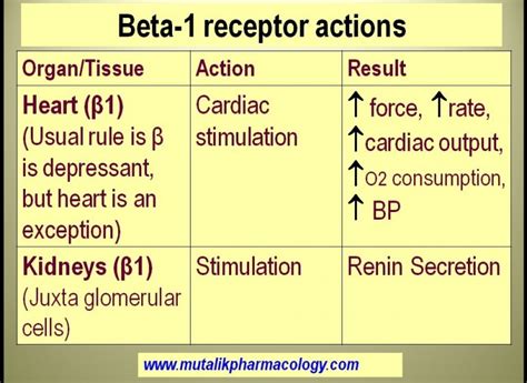 beta one receptors|Beta 1 Receptors: Function, Significance, and Clinical  .
